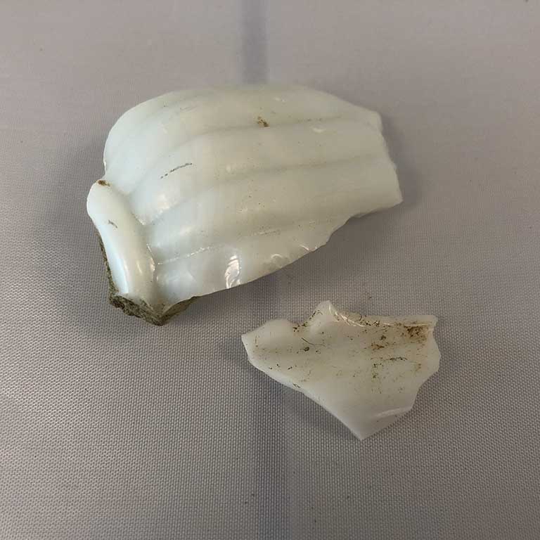 Broken white shell-archaeological dig